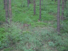 Bockjagd_Brandenburg_2008_11