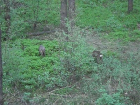 Bockjagd_Brandenburg_2008_12