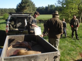 Bockjagd_Brandenburg_2011_9